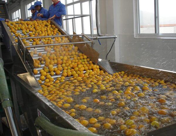 Fruit Washing Machine